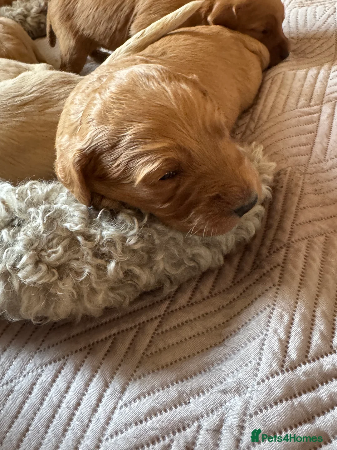 Goldendoodle dogs for sale: Expecptional goldendoodles - Advert 4