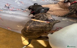 Mixed Breed dogs for sale: Saluki x lurcher/whippet puppies - Image 3
