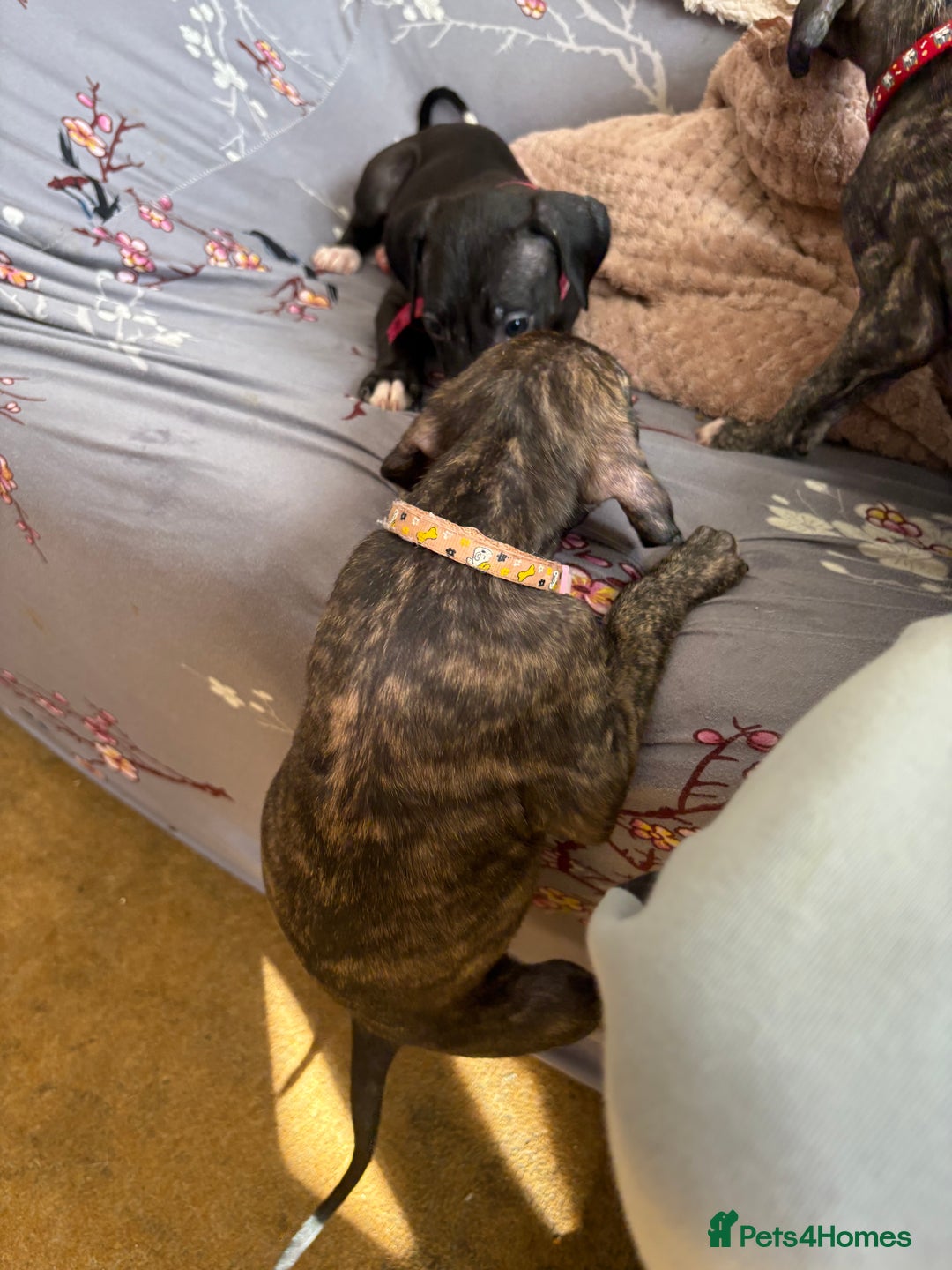 Mixed Breed dogs for sale: Saluki x lurcher/whippet puppies - Image 3