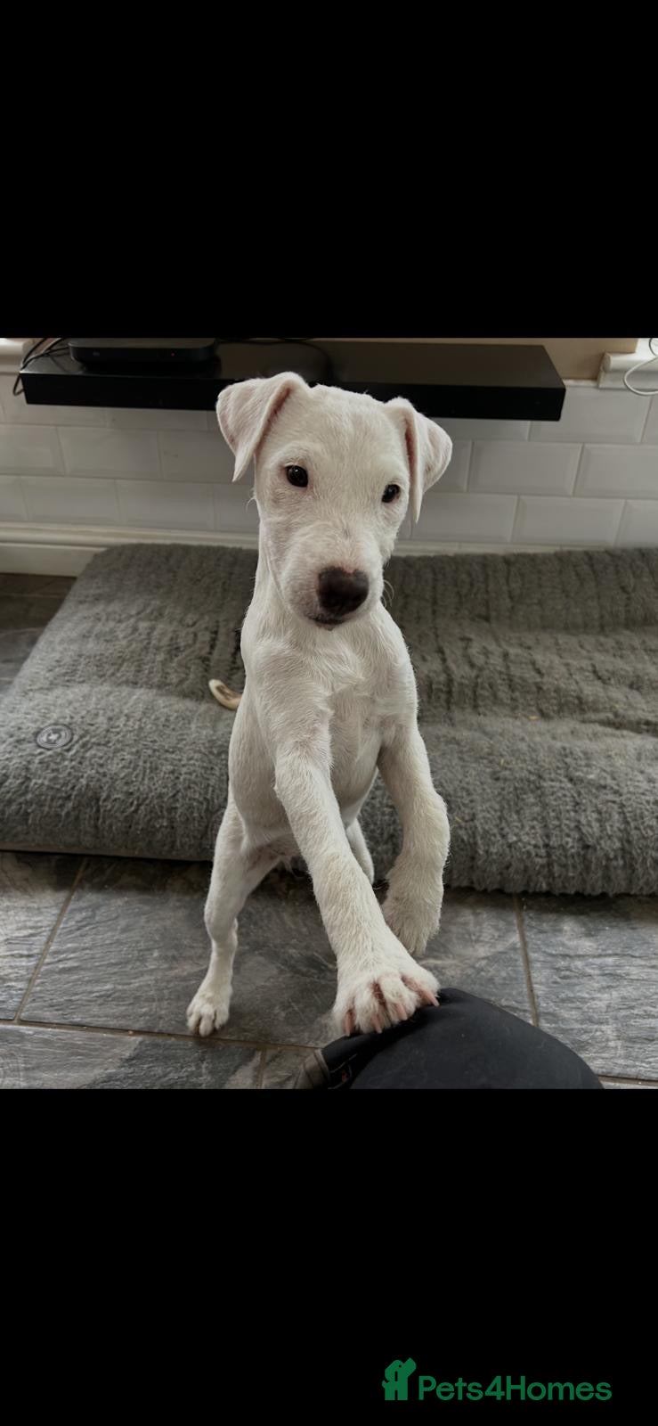 Jack Russell dogs Jack Russell Puppies for sale  - Advert 1