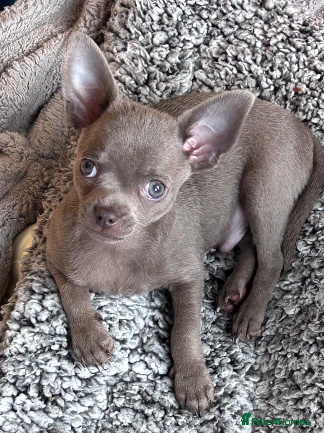 Chihuahua dogs for sale: KC Reg short-hair Chihuahua apple-headed puppies - Advert 8