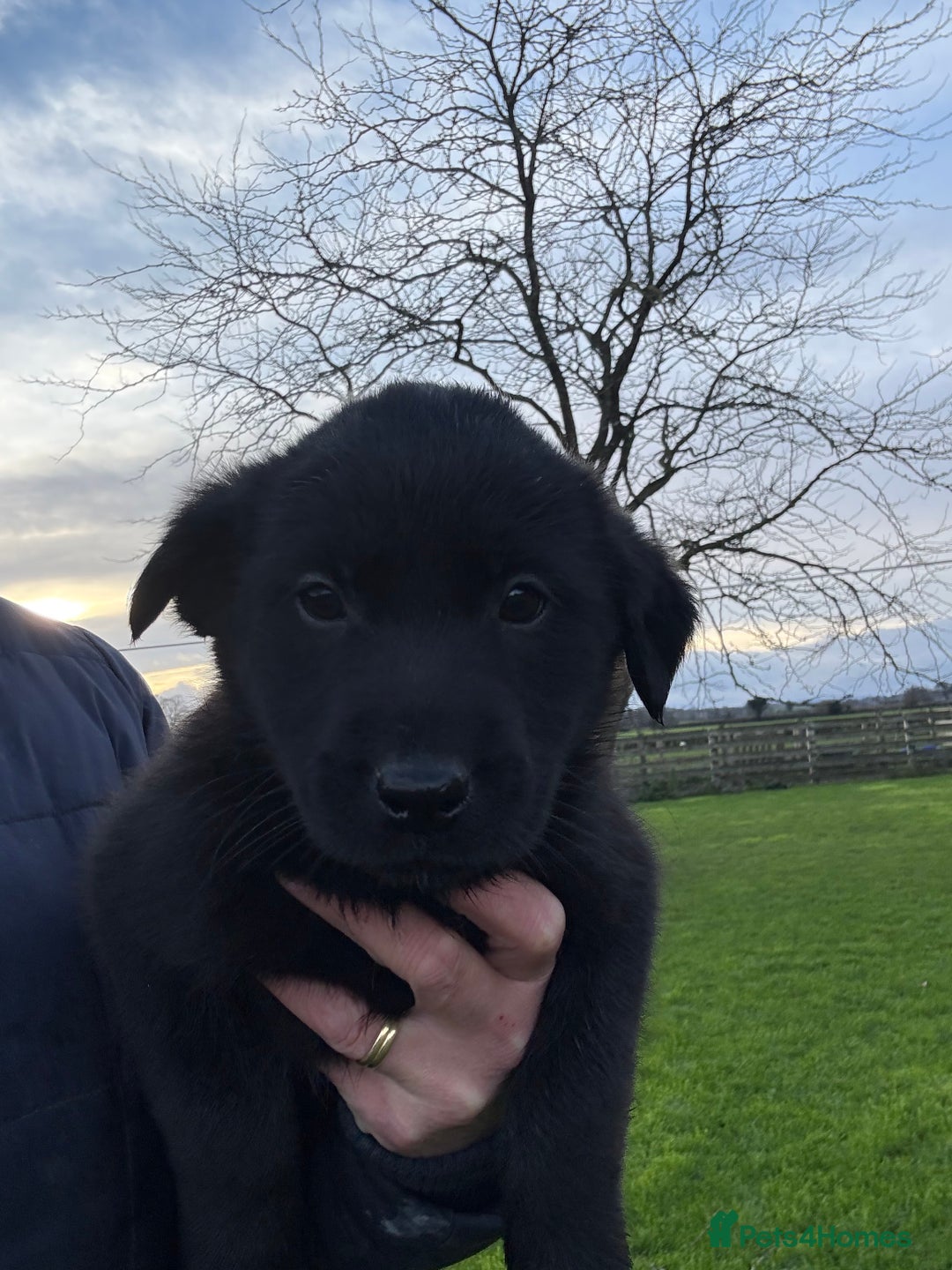 Borador dogs for sale: Fantastic vaccinated puppies - Advert 5
