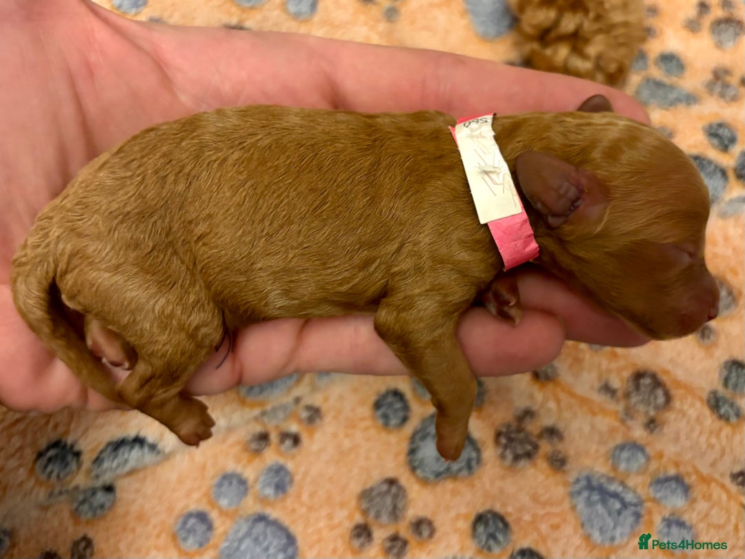 Miniature Poodle dogs for sale: **All Reserved** Stunning Deep Red Mini Poodle - Advert 37