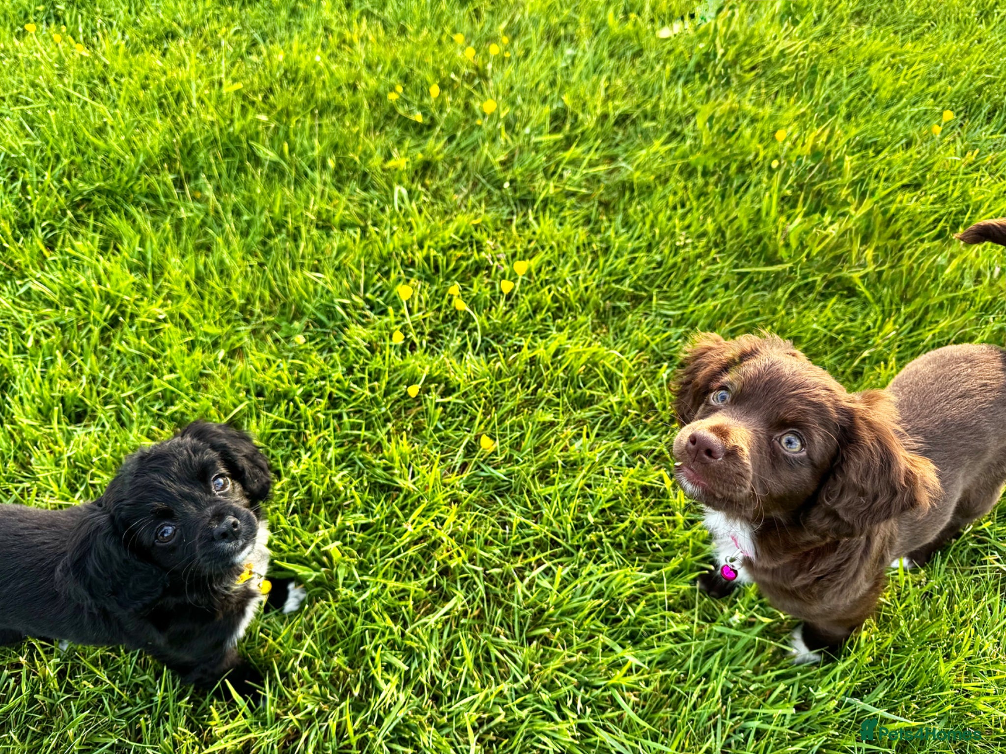 Mixed Breed dogs 2 girls left!! Cocker spaniel x chihuahua puppies - Advert 16
