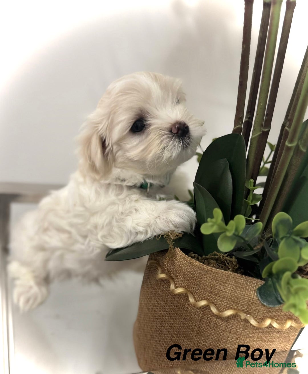 Maltese dogs for sale:  KC Registred Maltese puppies  - Advert 7