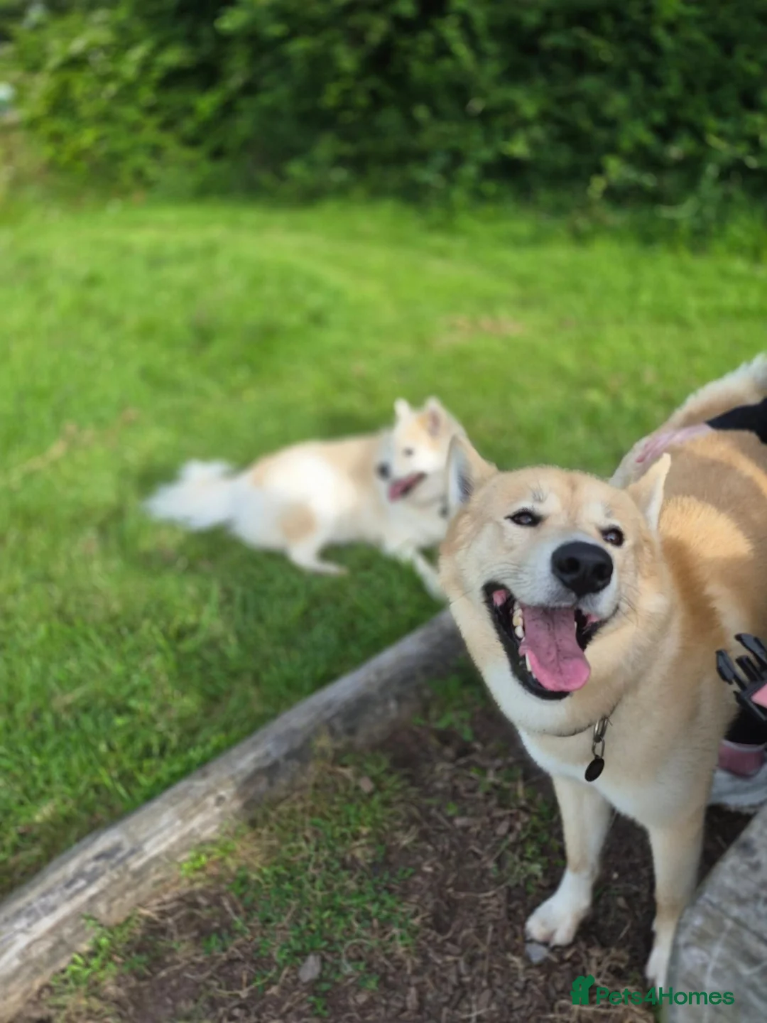 Mixed Breed dogs for stud: Snow dog Stud in Kidwelly - Advert 9