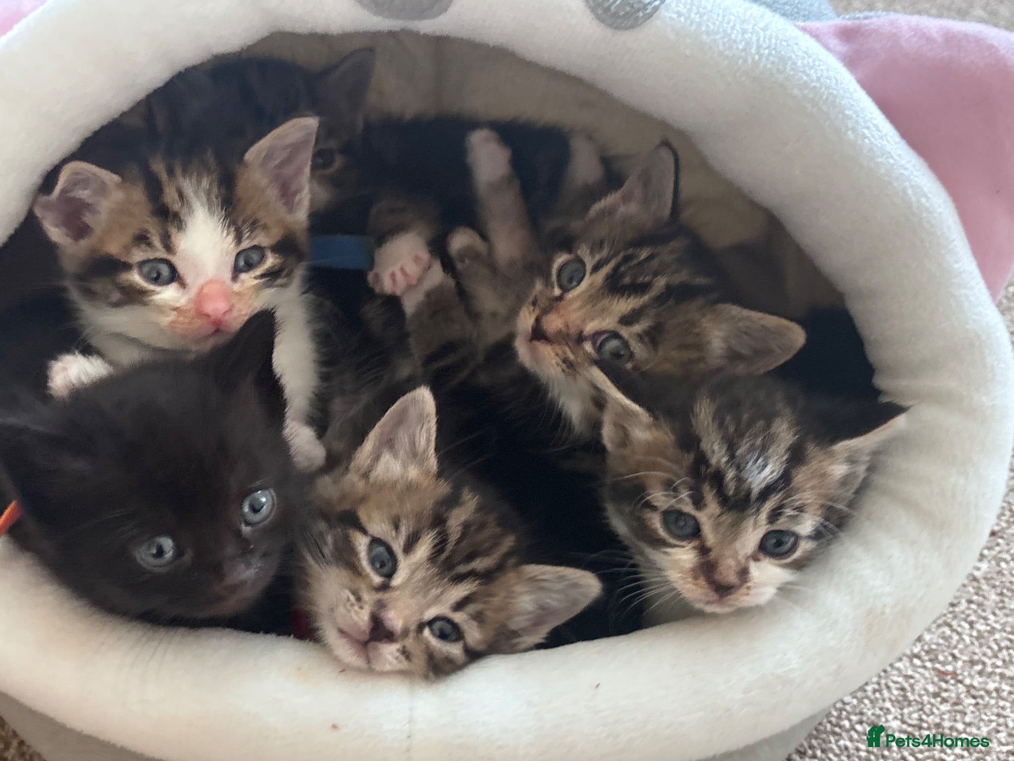 Domestic Shorthair cats 3 male kittens for sale - Advert 1