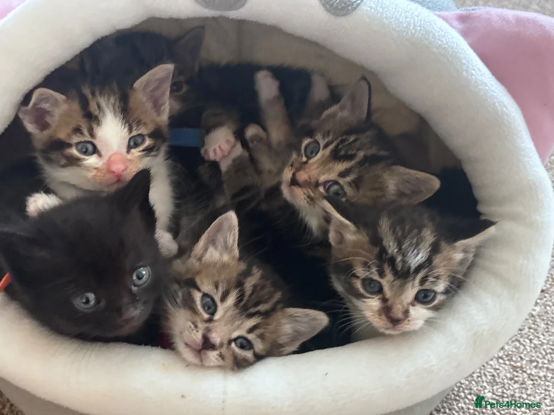Domestic Shorthair cats for sale: 3 male kittens for sale - Advert 1