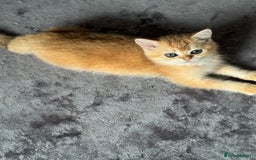 Scottish Fold cats for sale: elite purebred friendly Scottish Fold and Straight - Image 17