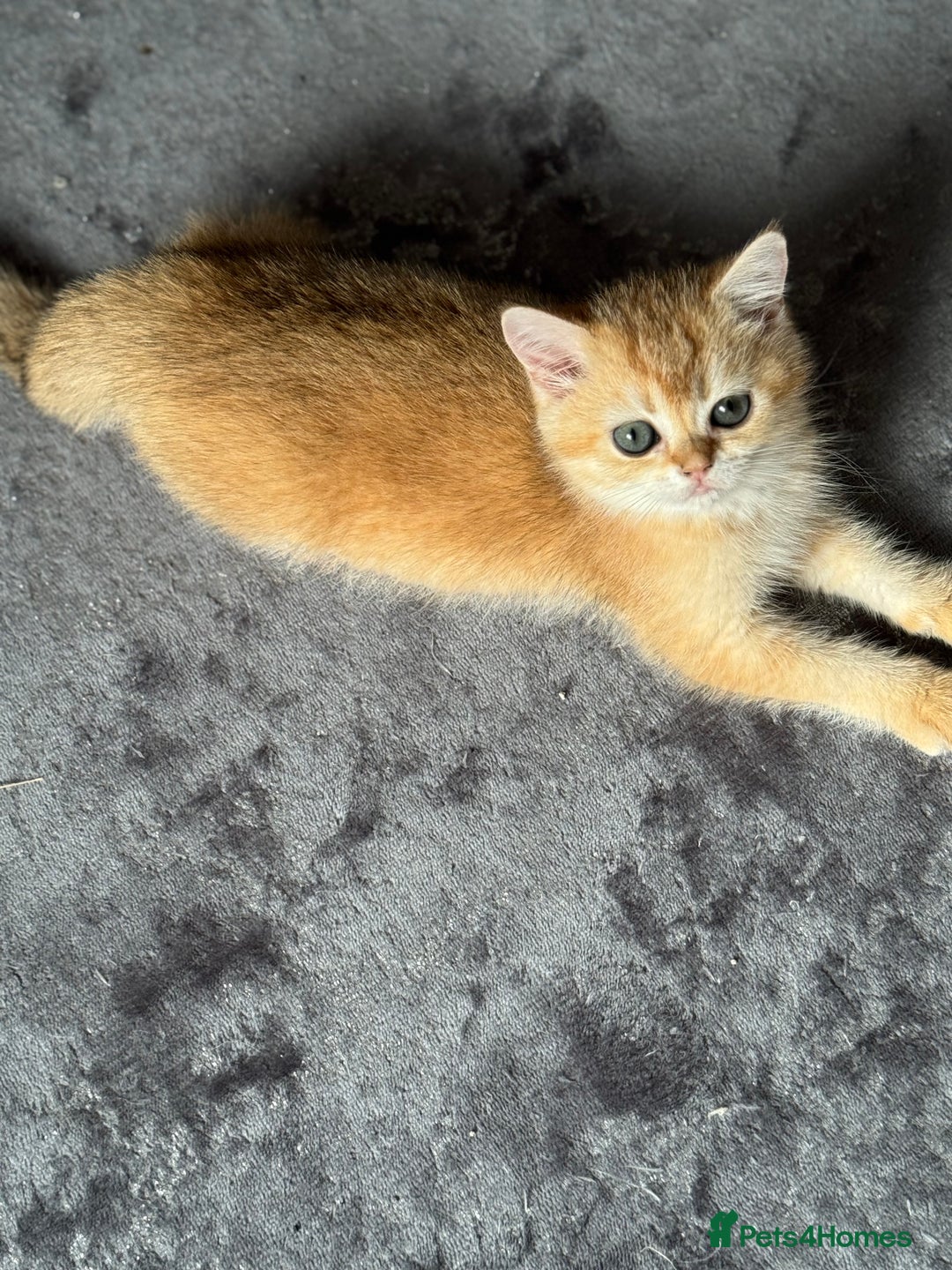 Scottish Fold cats for sale: elite purebred friendly Scottish Fold and Straight - Image 17