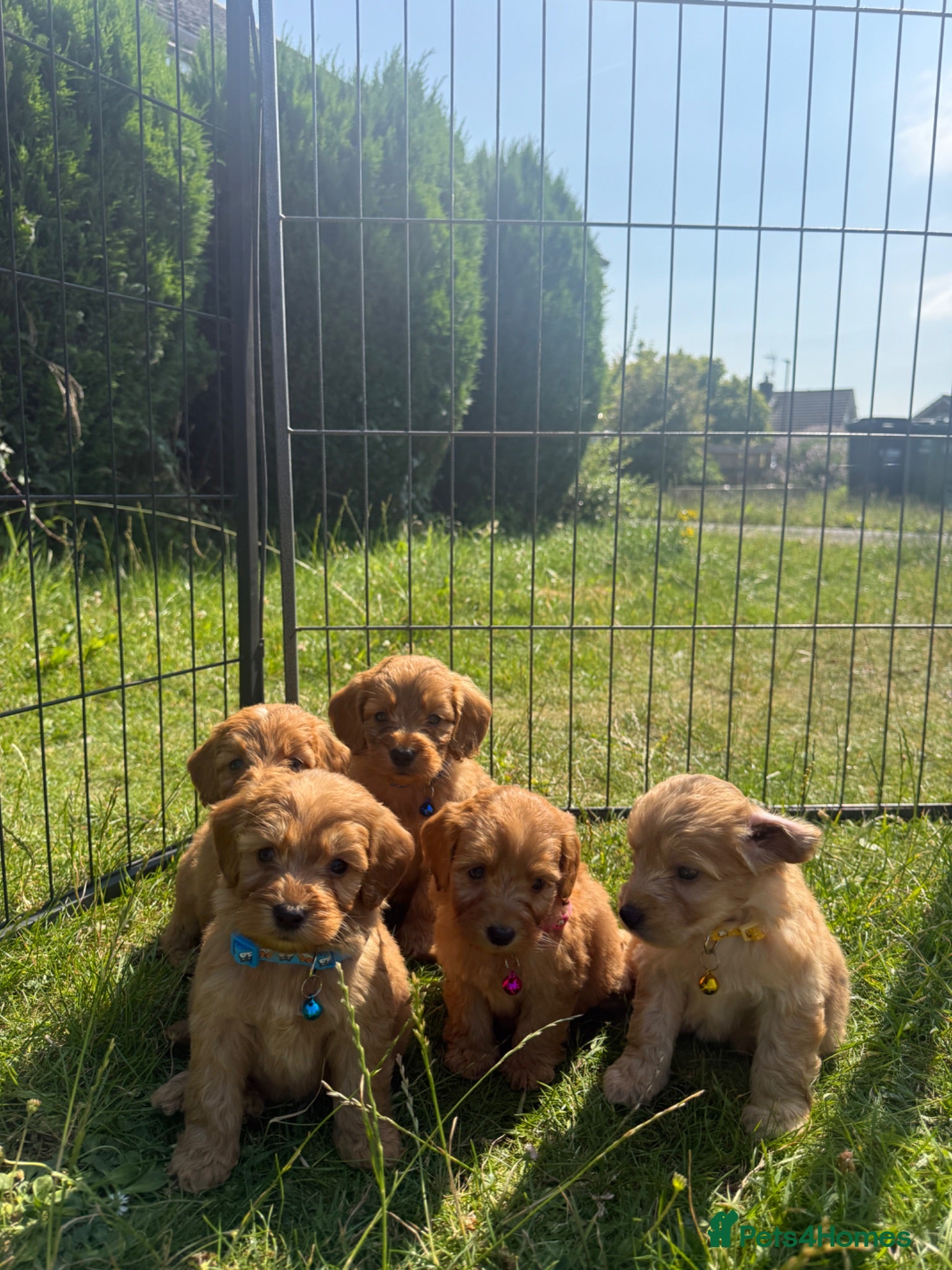 Cavapoo dogs Beautiful Red Toy Cavapoo Puppies - Advert 2