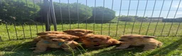 Cavapoo dogs for sale: Beautiful Red Toy Cavapoo Puppies - Advert 6