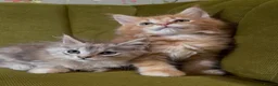 Maine Coon cats for sale: Pedigree Maine coon kittens can be TICA reg in Dorking - Advert 7