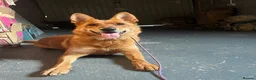 German Shepherd dogs for sale: German shepherd - Advert 4