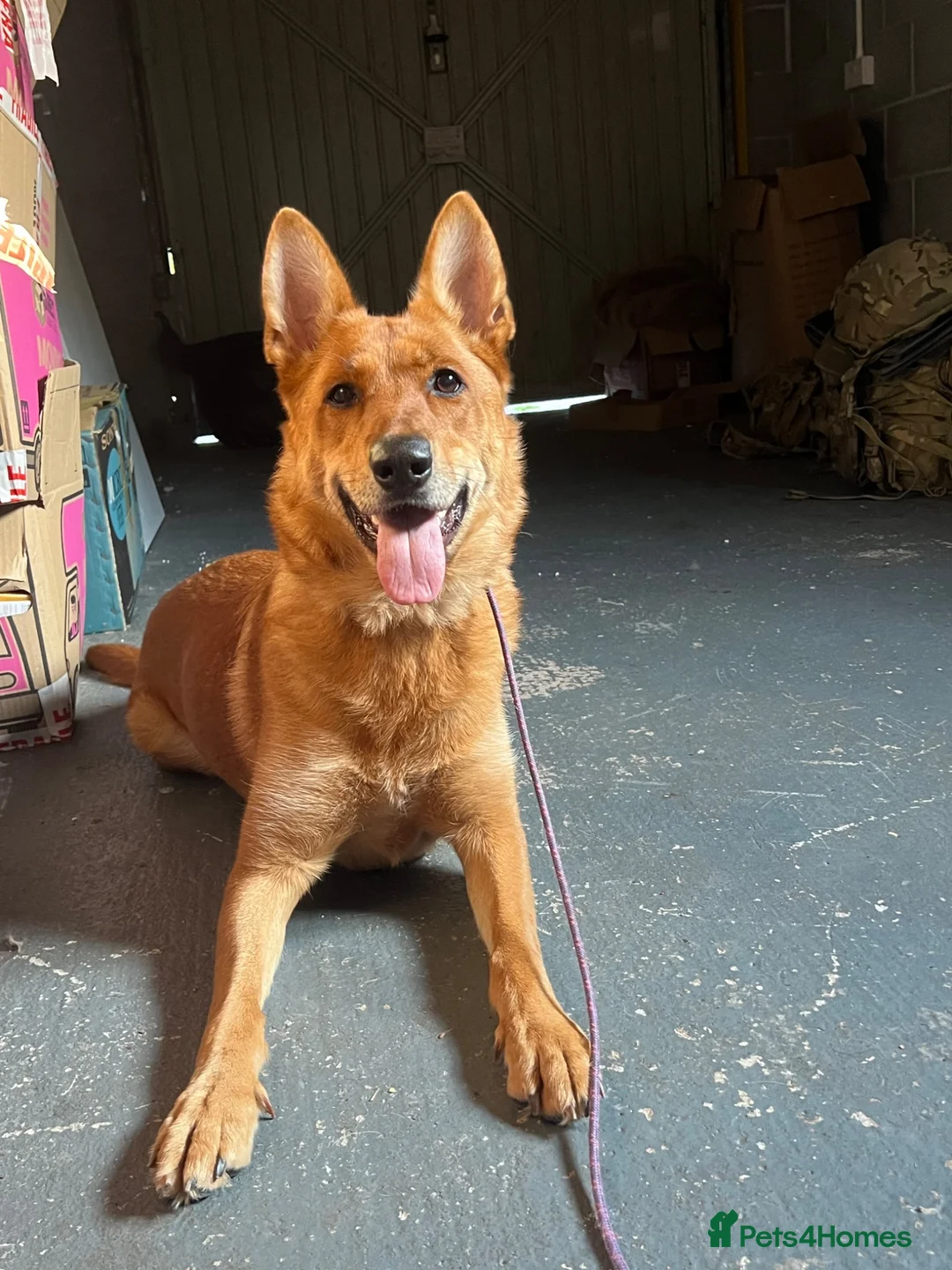 German Shepherd dogs for sale: German shepherd OPEN TO OFFERS - Advert 15