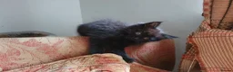 Mixed Breed cats for sale: Beautiful female kitten  - Advert 9