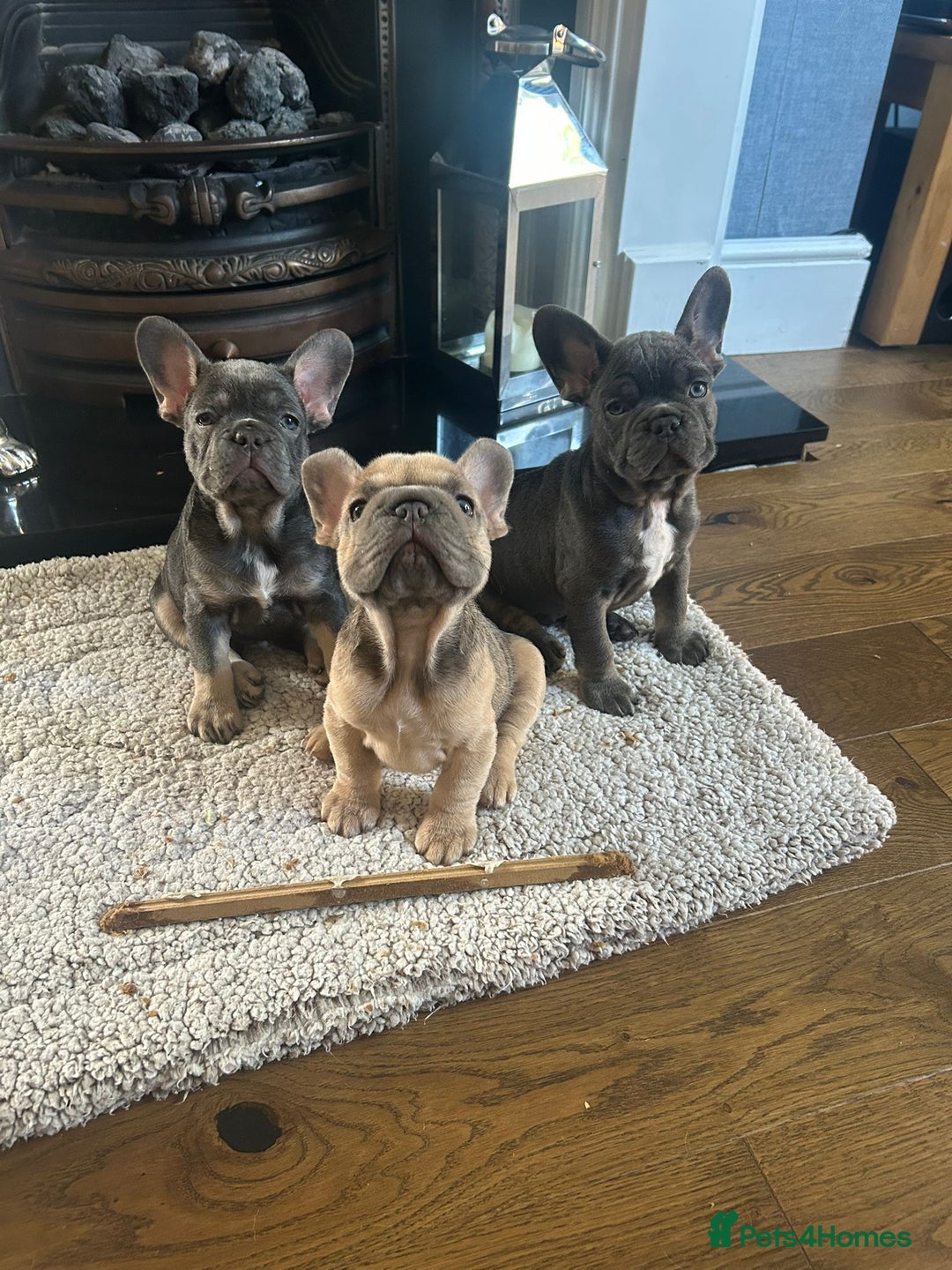 French Bulldog dogs for sale: 3 Gorgeous French Bulldog puppies  - Image 9
