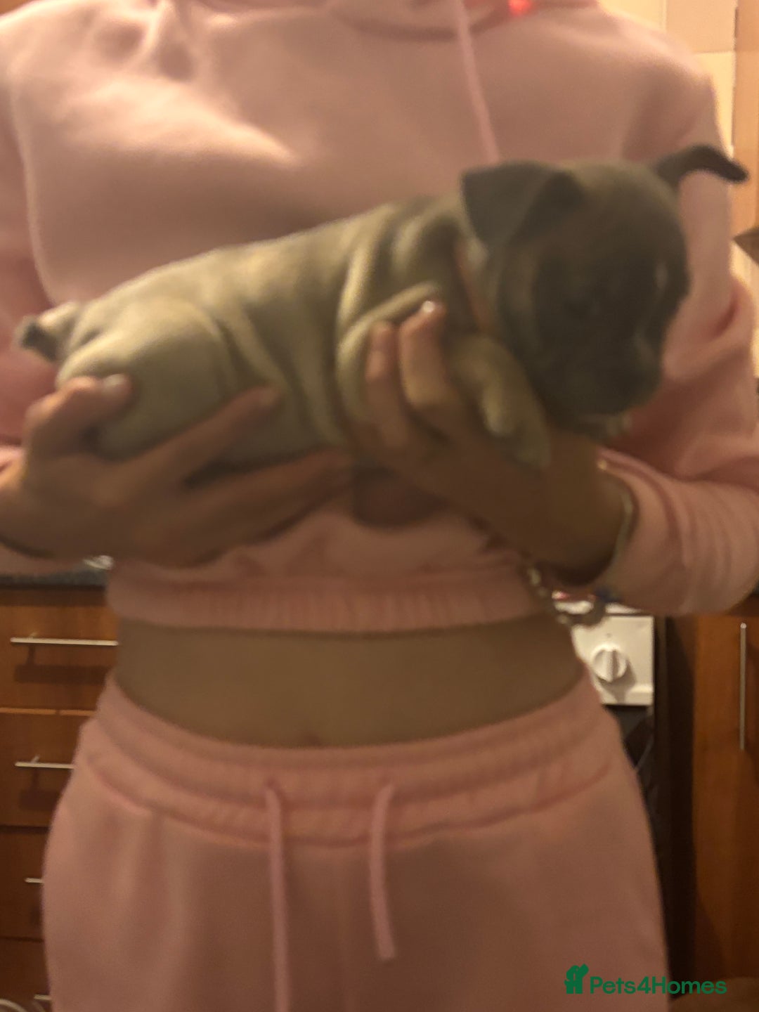 Mixed Breed dogs for sale: French bulldog x British bulldog  - Image 7