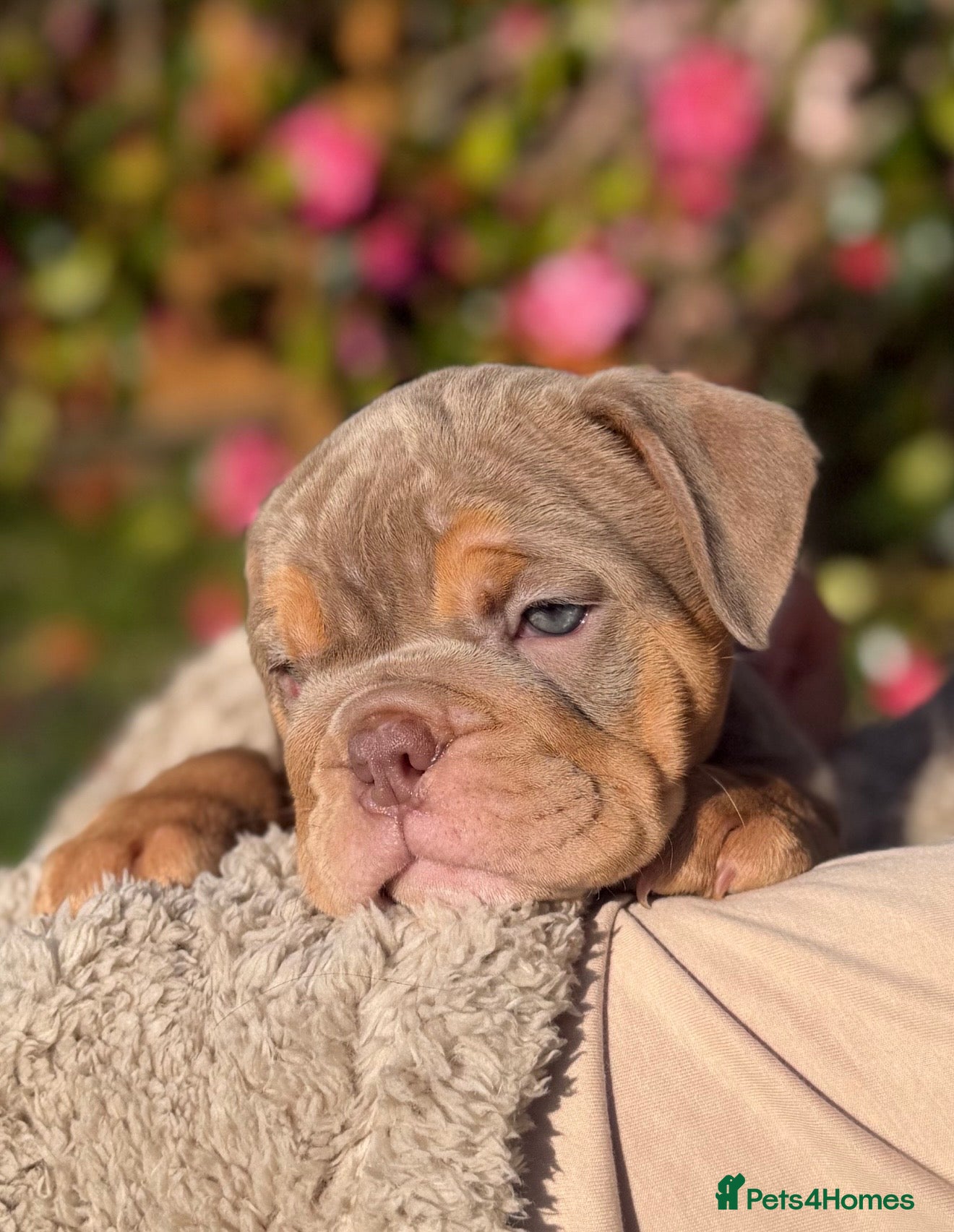 English Bulldog dogs English Bulldog Puppies 💙🩷 - Advert 8