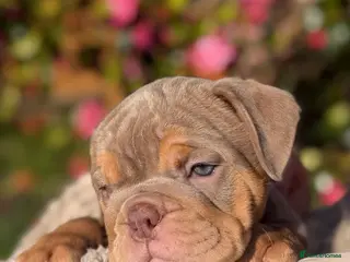 English Bulldog dogs English Bulldog Puppies 💙🩷 - Advert 8