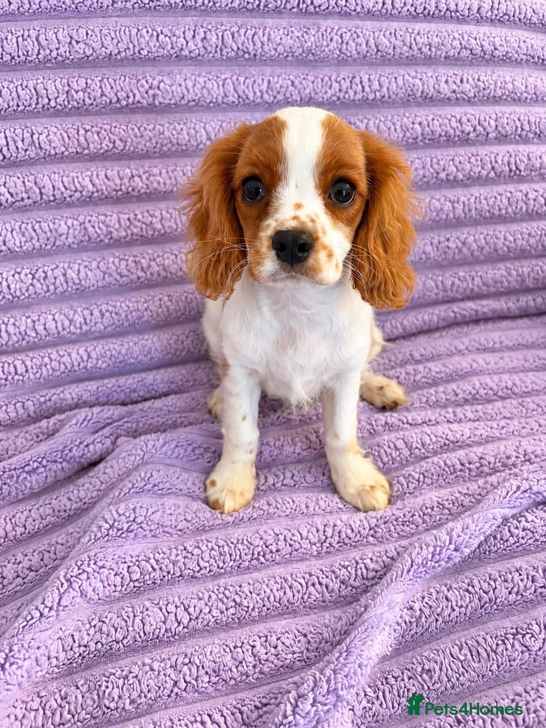 Cavalier King Charles Spaniel dogs DNA Tested Cavalier King Charles Puppy Bleinham - Advert 1