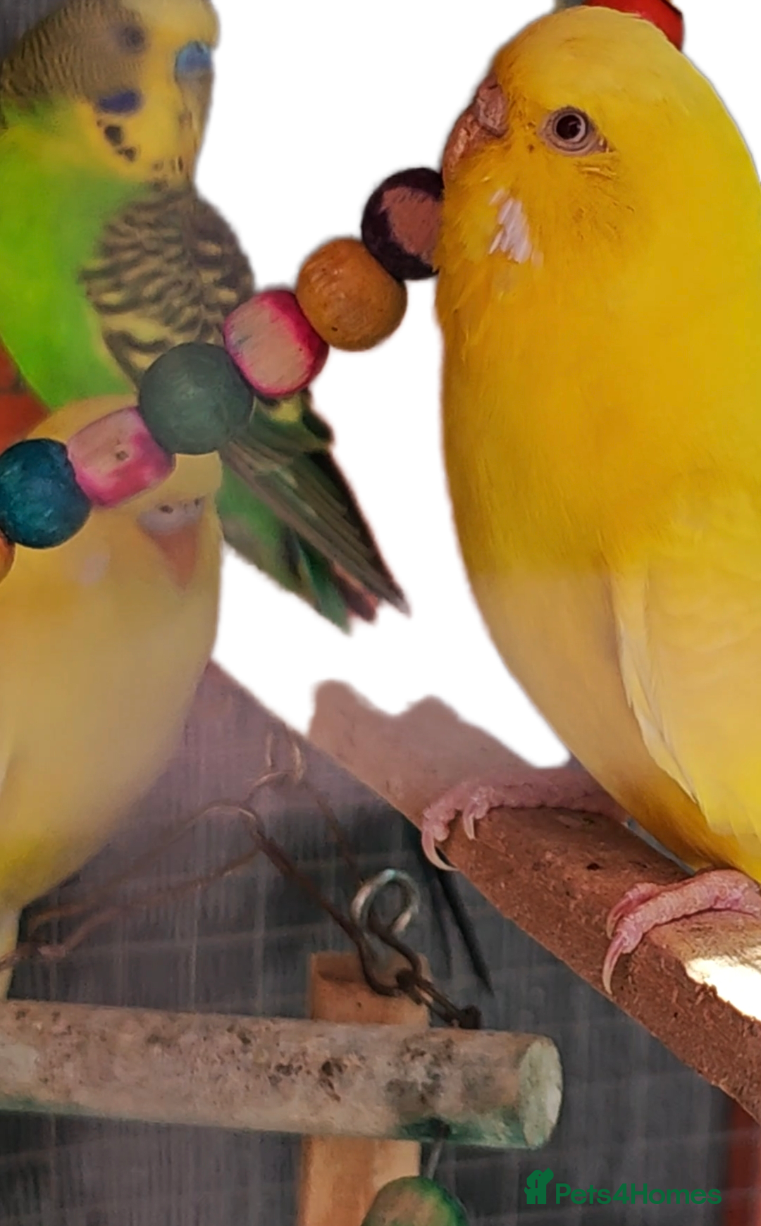 Budgerigars birds for sale: Budgies (Parakeets) for sale! - Image 5