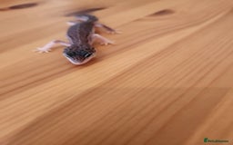 Leopard Gecko reptiles for sale: Baby Leopard Gecko - Mack Super Snow Morph - Image 5
