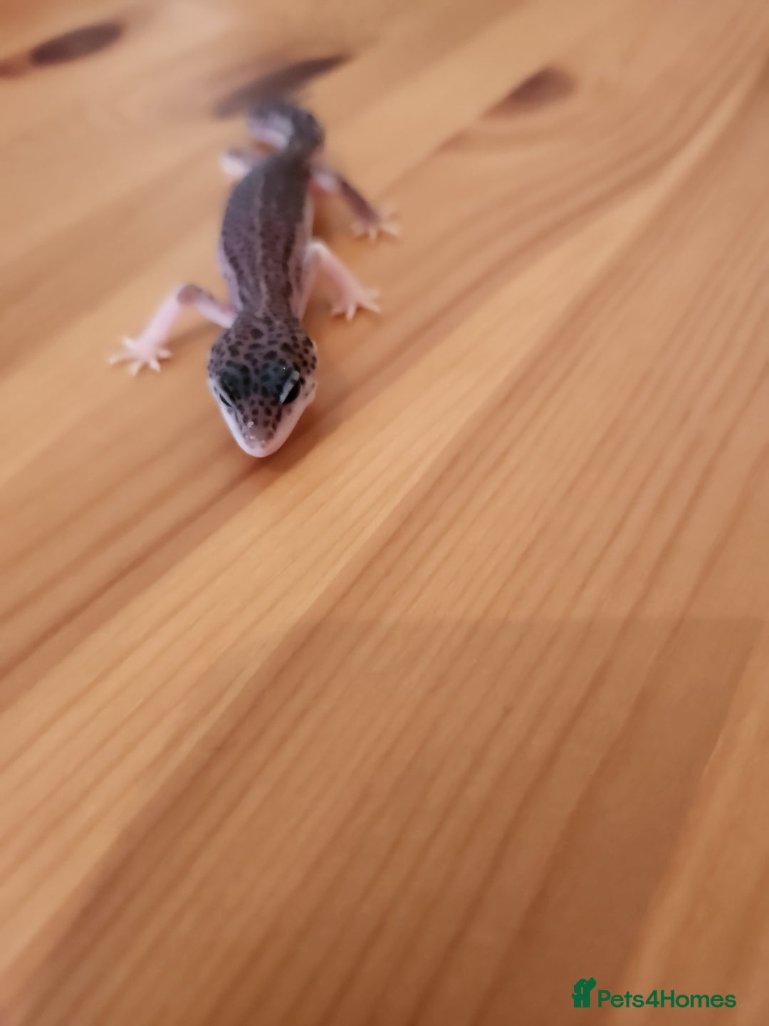 Leopard Gecko reptiles for sale: Baby Leopard Gecko - Mack Super Snow Morph - Image 5