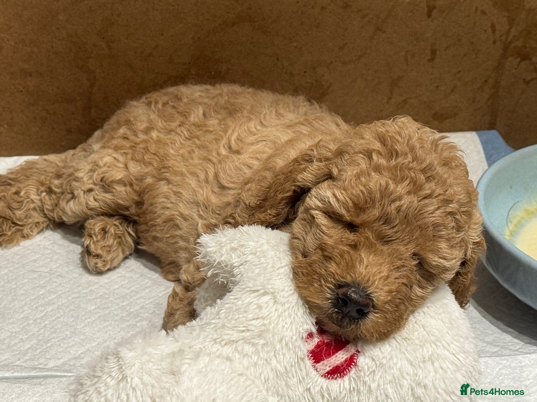 Miniature Poodle dogs for sale: Stunning Miniture Poodles - Image 16