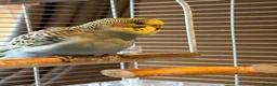 Budgerigars birds for sale: Beautiful Baby Budgies  - Advert 4