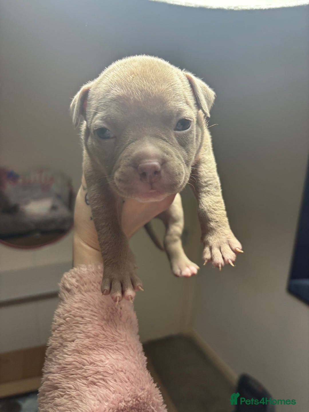 American Bully dogs for sale: Pocket Bully Puppies - Advert 22