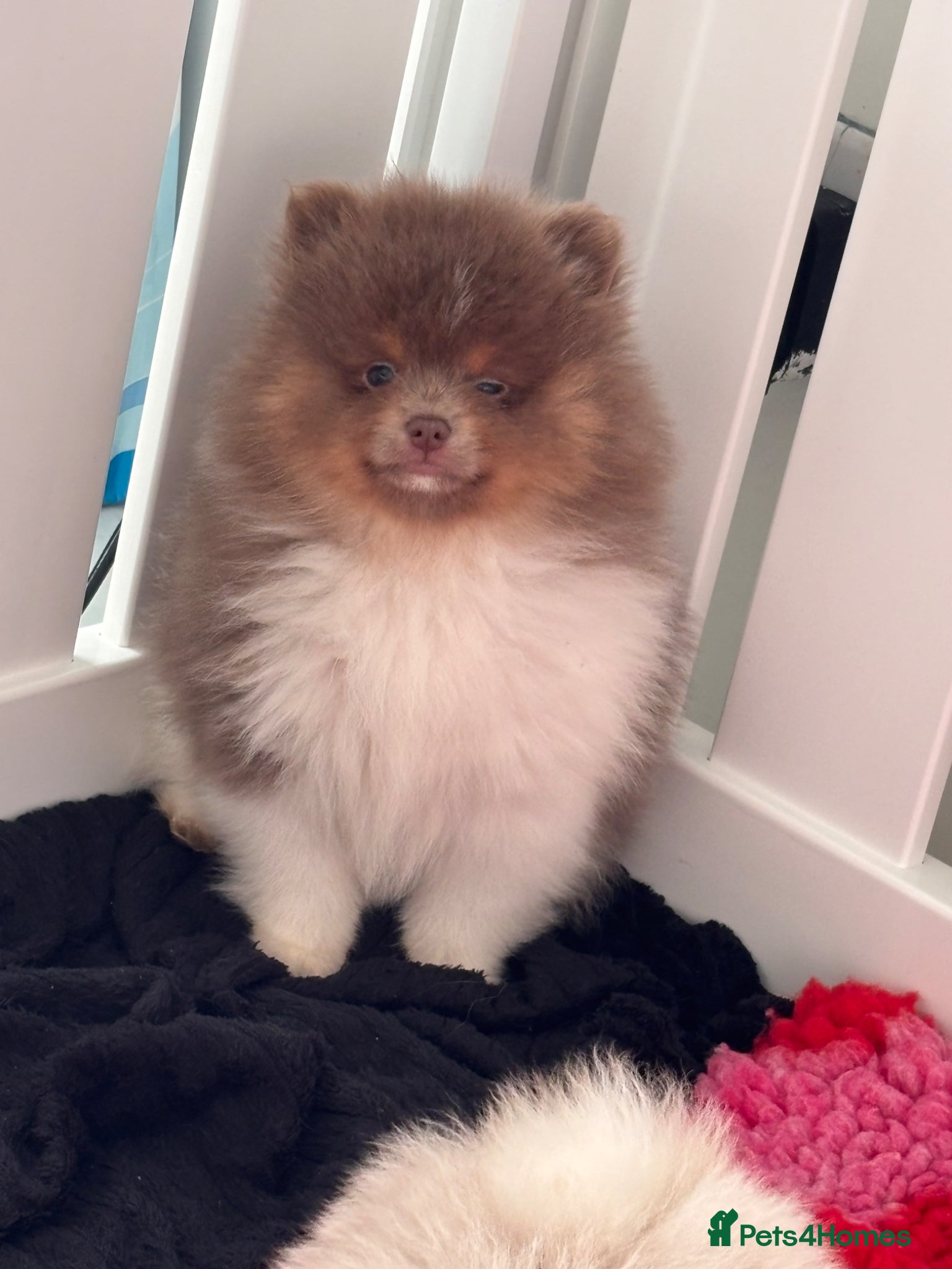 Pomeranian dogs POMERANIAN PUPPYS READY NOW  - Advert 4
