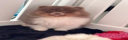 Pomeranian dogs for sale: POMERANIAN PUPPYS READY NOW  - Advert 1