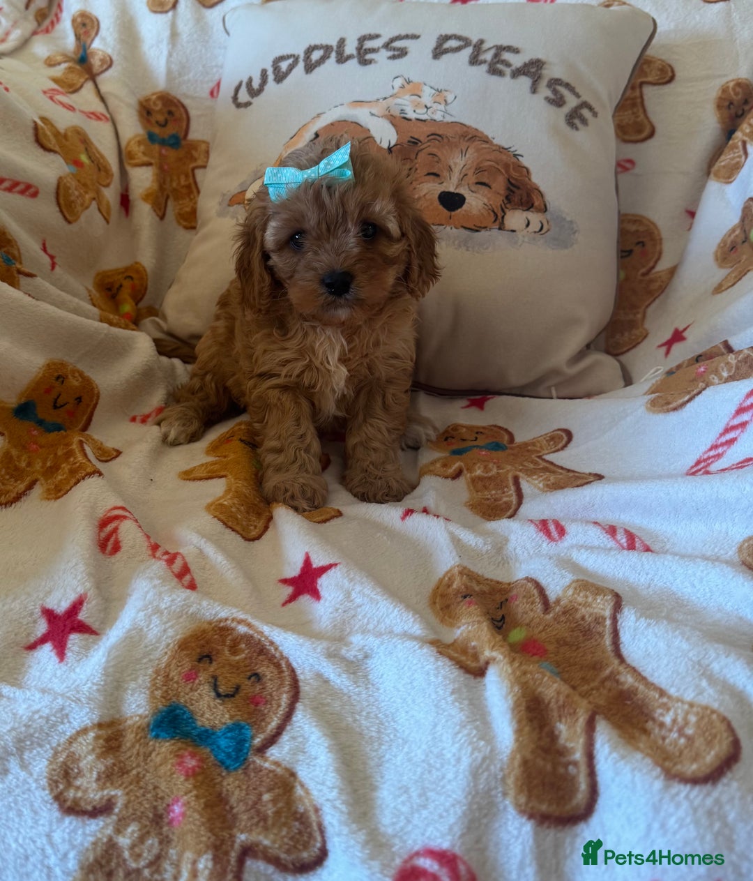 Cavapoo dogs for sale: Stunning cavapoos - Advert 6