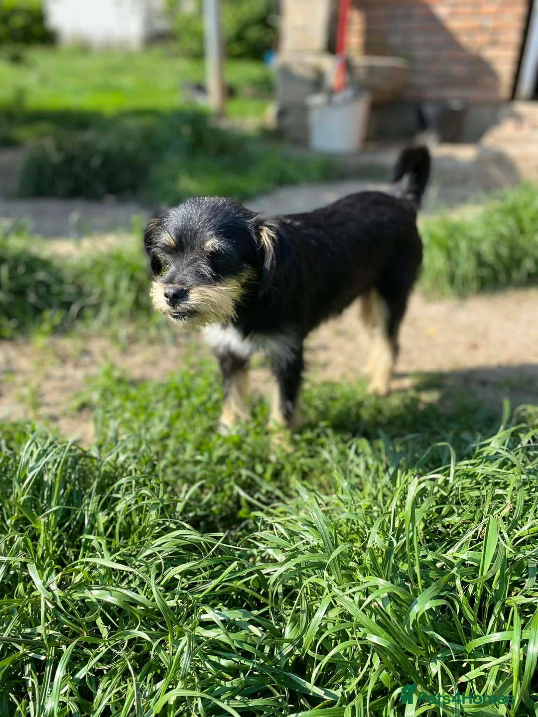 Mixed Breed dogs for adoption: BEBA! in Scarborough - Advert 5