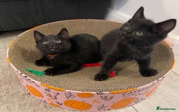 Domestic Shorthair cats for sale: 7 beautiful kittens!!!🐈‍⬛🐈‍⬛🐈‍⬛ - Image 5