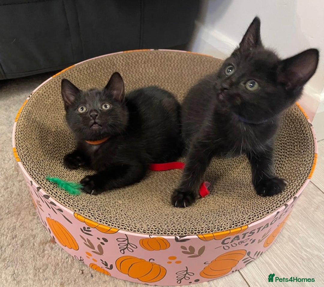 Domestic Shorthair cats for sale: 7 beautiful kittens!!!🐈‍⬛🐈‍⬛🐈‍⬛ - Image 5