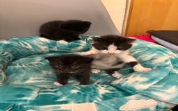 Mixed Breed cats for sale: Mixed breed kittens  - Image 17