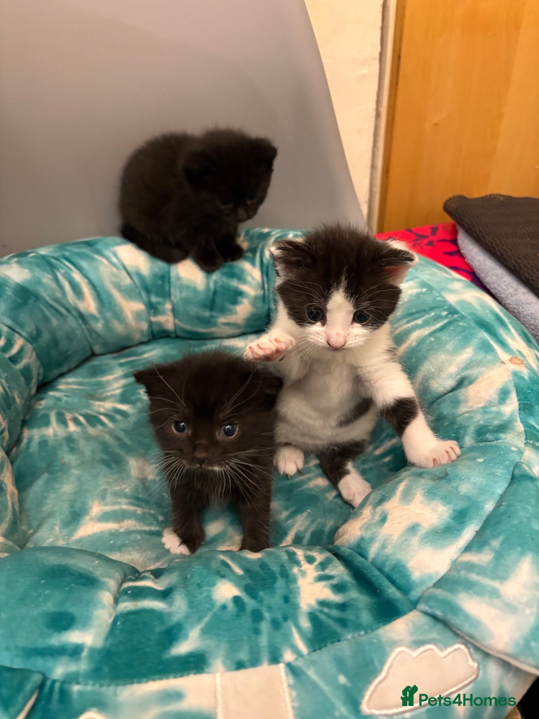 Mixed Breed cats for sale: Mixed breed kittens  - Image 17