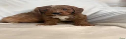 Cavapoo dogs for sale: Gorgeous Red Cavapoo Puppies - Advert 12