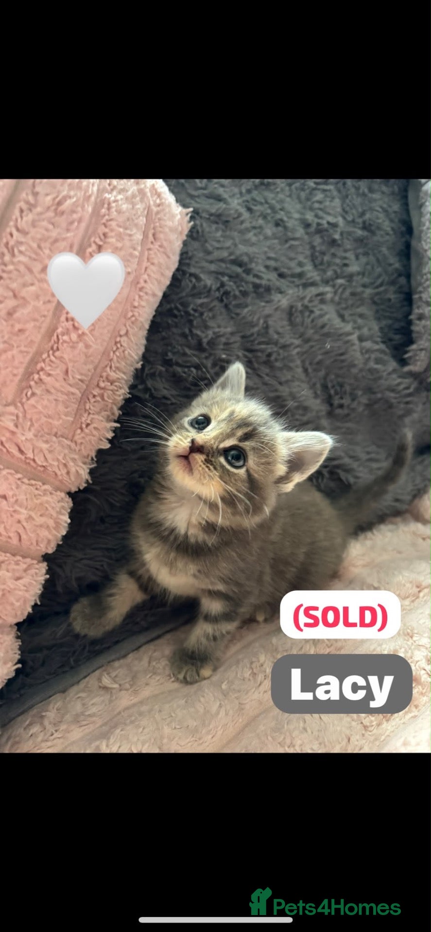 Mixed Breed cats 🩵🩷… 3 stunning kittens remaining …🩷🩵 - Advert 2