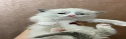 Ragdoll cats for sale: Beautiful Ragdoll kittens  - Advert 3