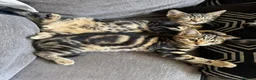 Mixed Breed cats for sale: 6 Beautiful tabby kittens  - Advert 5