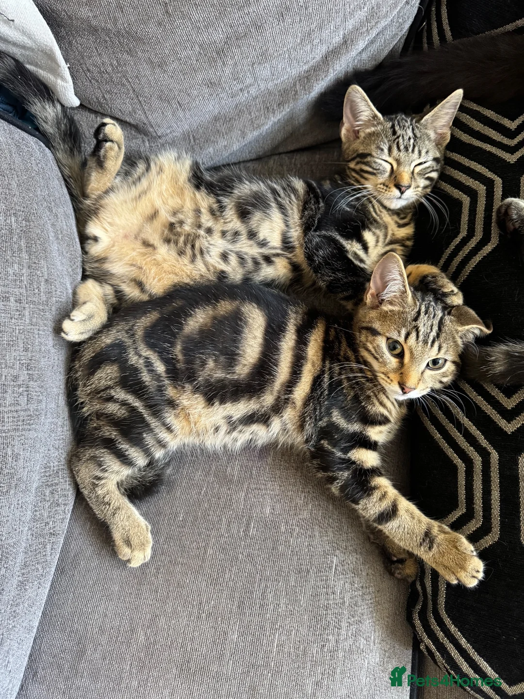 Mixed Breed cats for sale: 6 Beautiful tabby kittens  - Advert 5