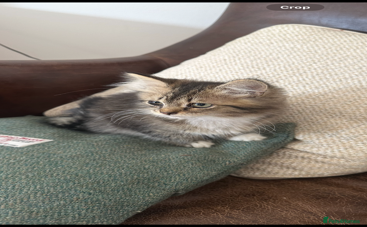 British Shorthair cats - Advert 2