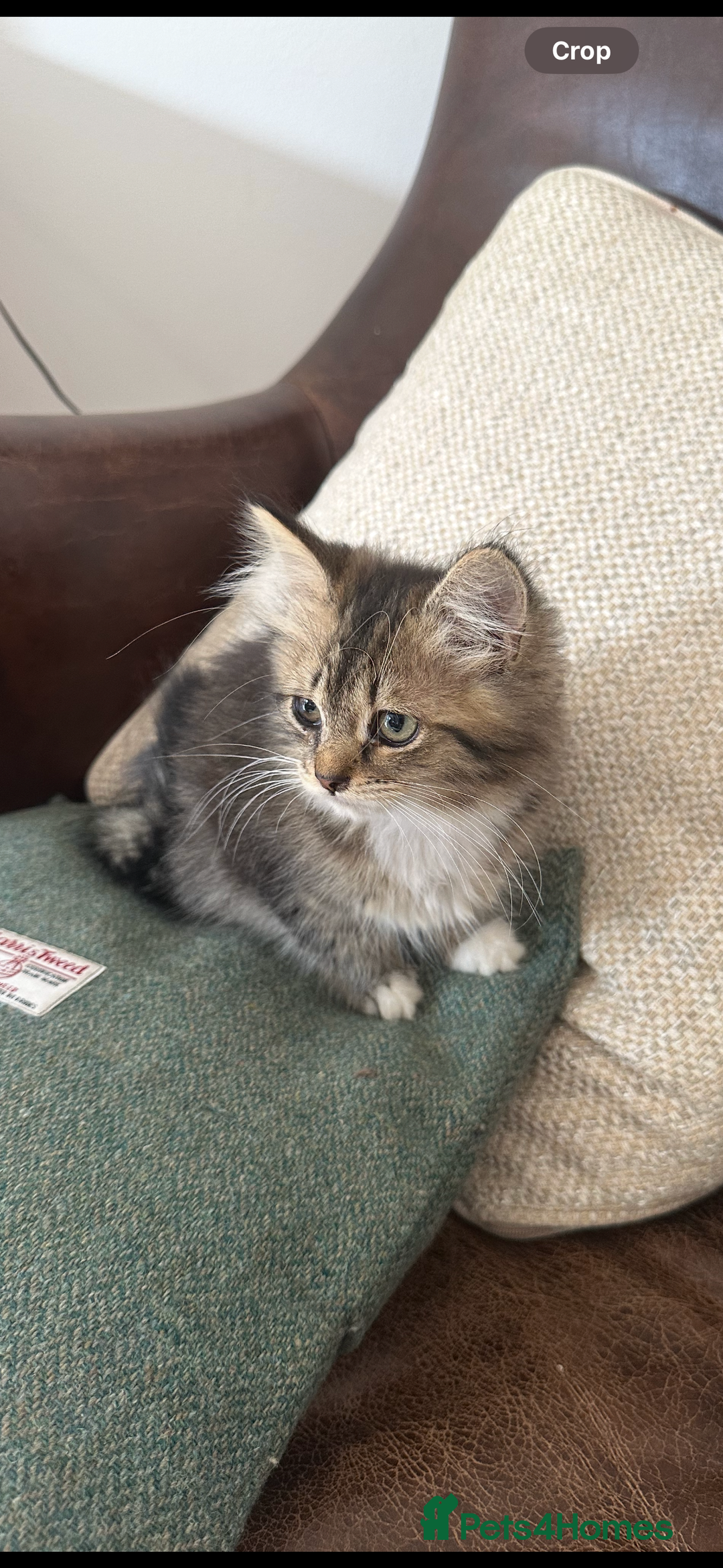 British Shorthair cats for sale: Stunning female kitten  - Image 1