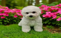 Bichon Frise dogs for sale: Kc reg bichon frise - Image 3