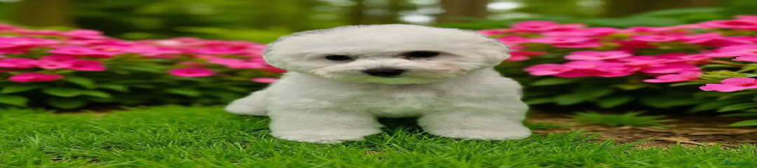 Bichon Frise Puppy 1