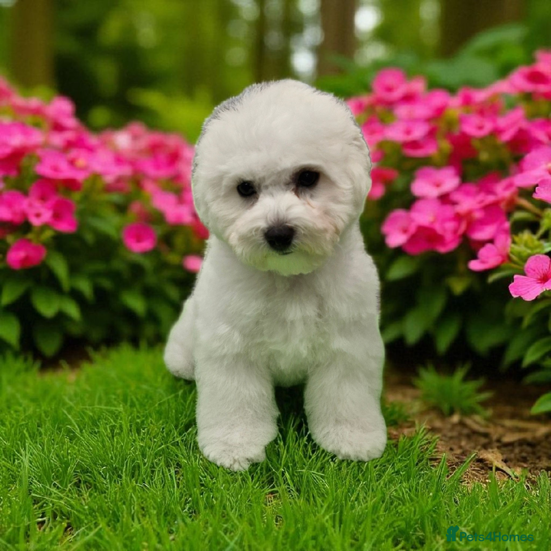Bichon Frise dogs for sale: Kc reg bichon frise - Image 3