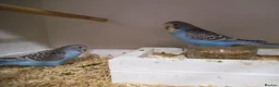 Budgerigars birds for sale: Baby Boy Budgie  7 Weeks old - Advert 3